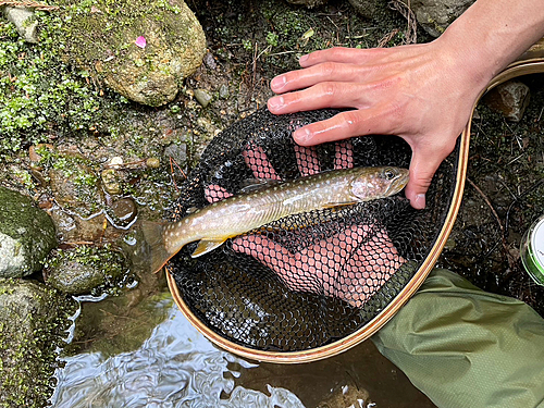 イワナの釣果