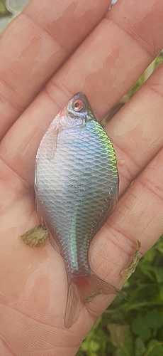 タイリクバラタナゴの釣果