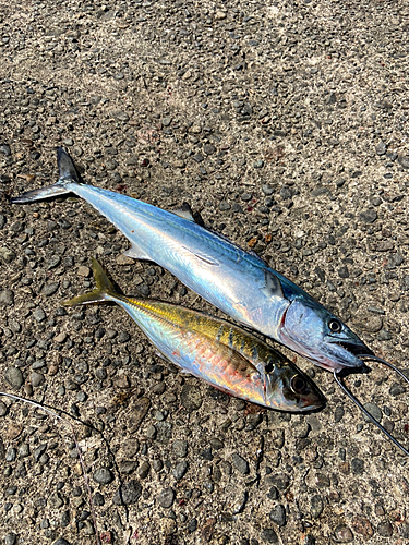 サゴシの釣果