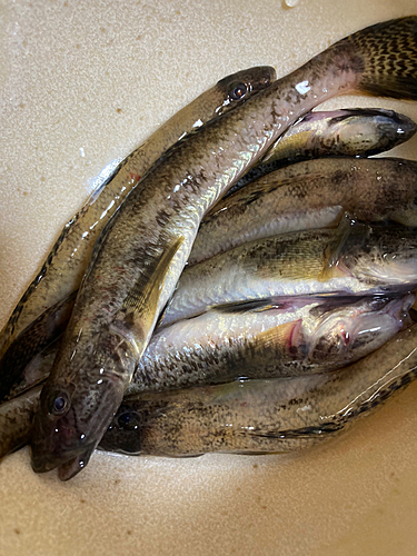 ハゼの釣果