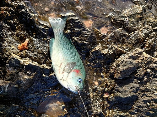 グレの釣果