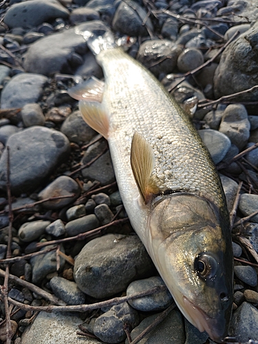 ウグイの釣果