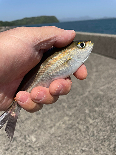 イサキの釣果