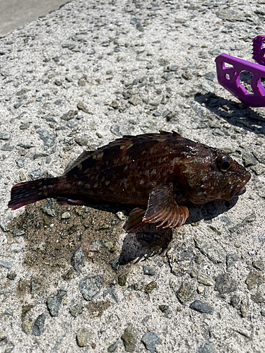 カサゴの釣果