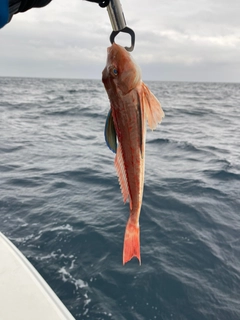 ホウボウの釣果