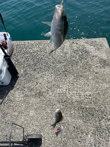 イサキの釣果