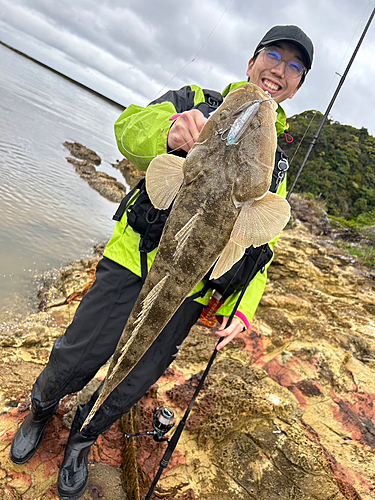 マゴチの釣果