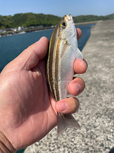 イサキの釣果