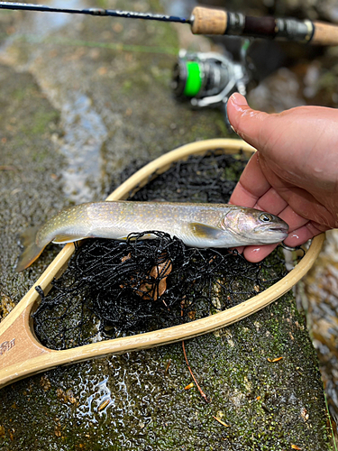 イワナの釣果