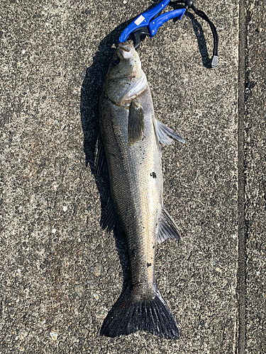 ハネ（マルスズキ）の釣果