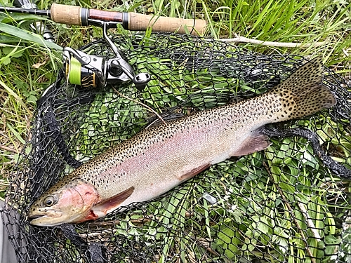 ニジマスの釣果