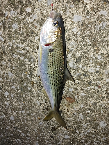 コノシロの釣果