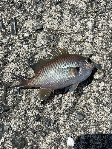 スズメダイの釣果