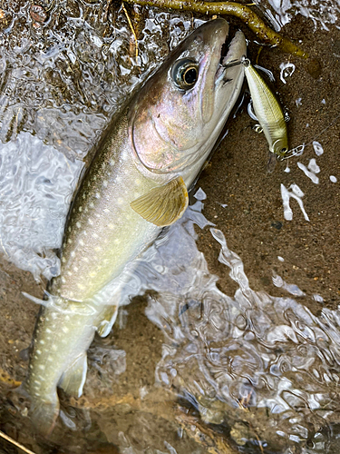 イワナの釣果