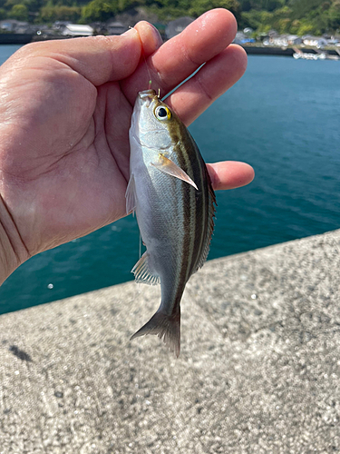 イサキの釣果