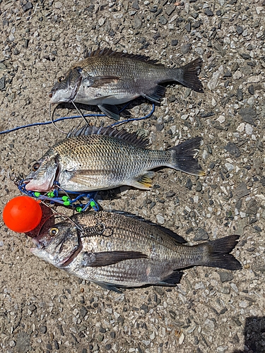 チヌの釣果