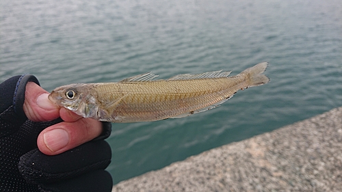 シロギスの釣果