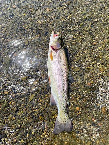 ニジマスの釣果