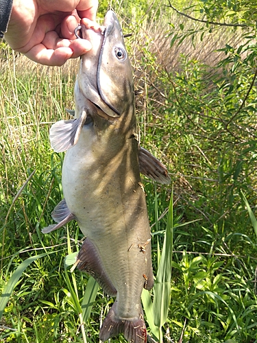 アメリカナマズの釣果