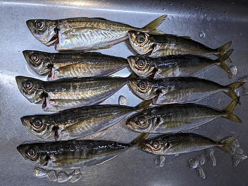 アジの釣果