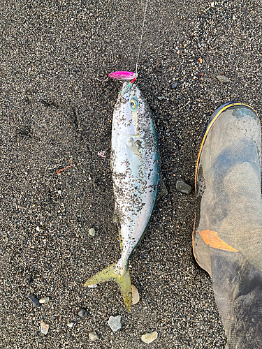 イナダの釣果