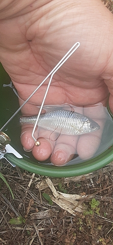 ヤリタナゴの釣果