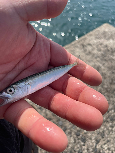 サバの釣果