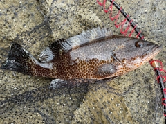 オオモンハタの釣果
