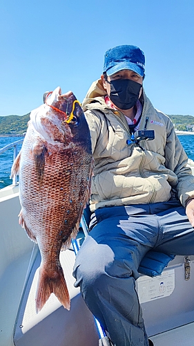 マダイの釣果