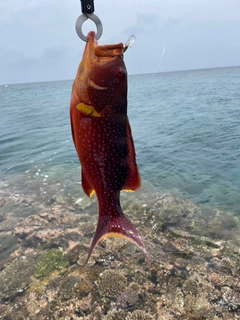 バラハタの釣果