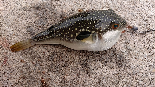 クサフグの釣果