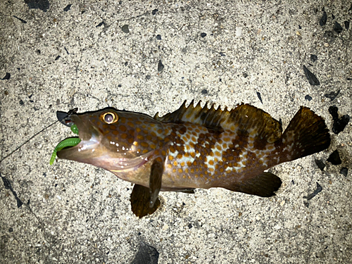 アコウの釣果