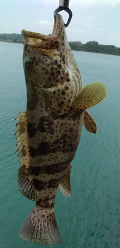 チャイロマルハタの釣果