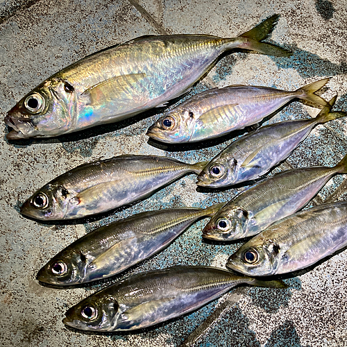 アジの釣果