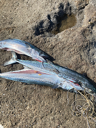 サワラの釣果