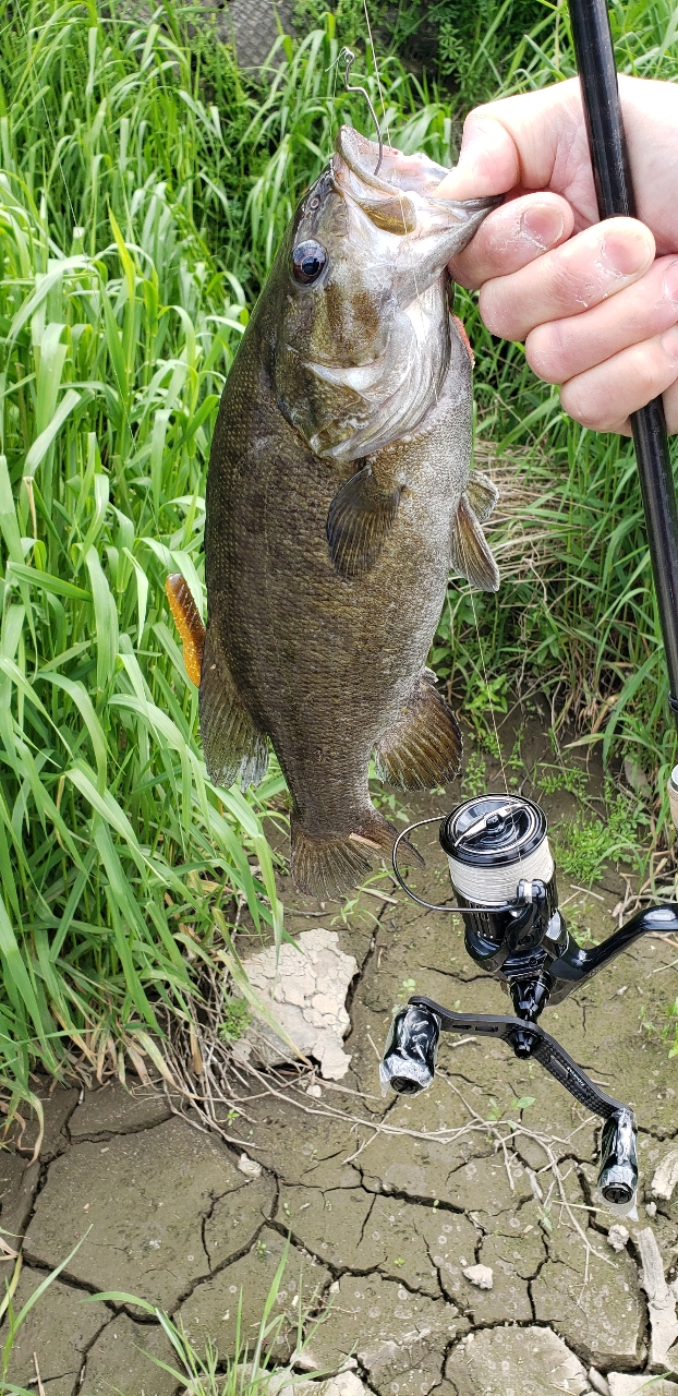 スモールマウスバス