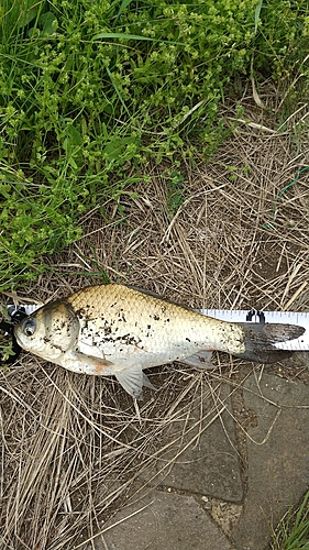 ヘラブナの釣果