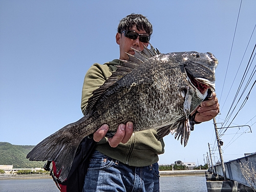 チヌの釣果