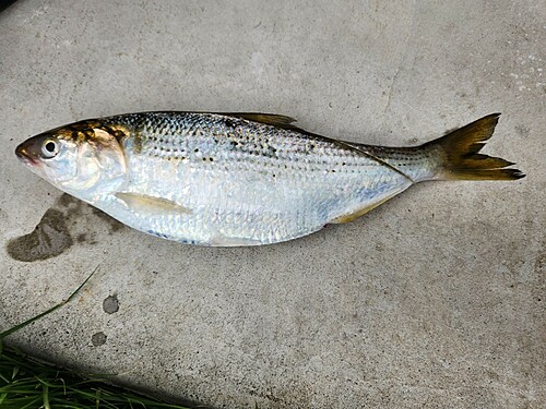 コハダの釣果