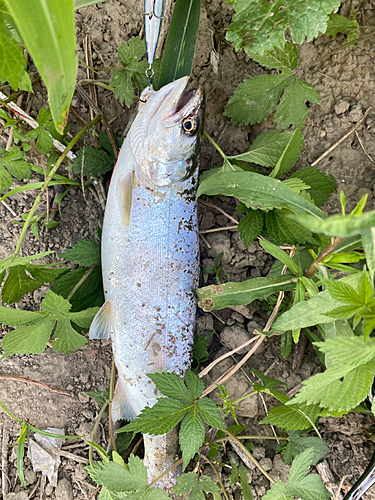 サツキマスの釣果