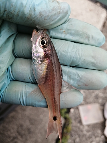 クロホシイシモチの釣果