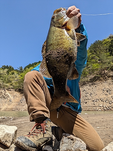 スモールマウスバスの釣果