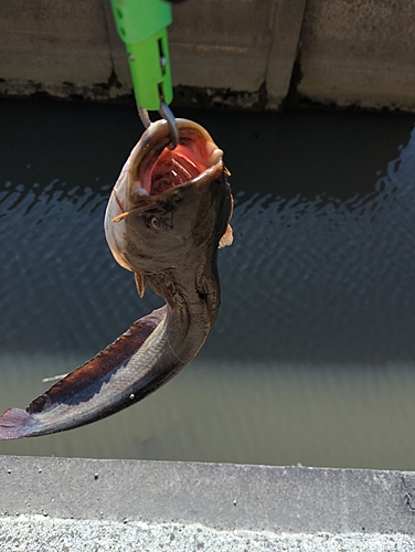 ナマズの釣果