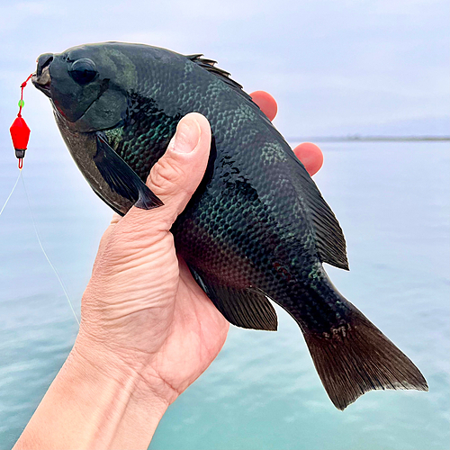 メジナの釣果