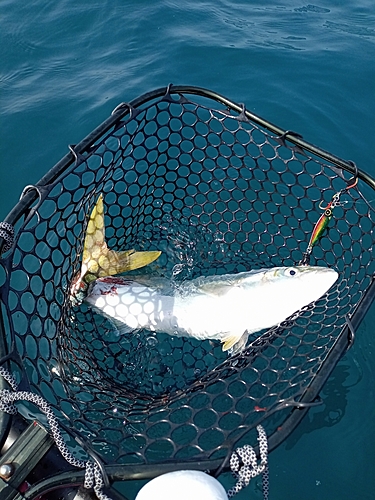 ハマチの釣果