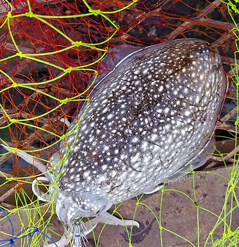 シリヤケイカの釣果