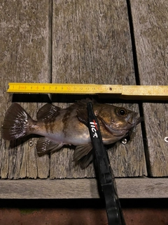 メバルの釣果