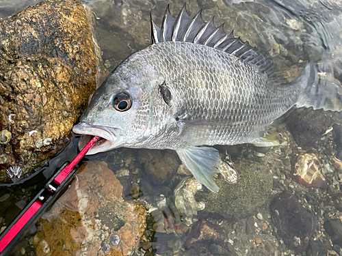 キビレの釣果