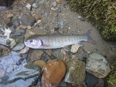 イワナの釣果