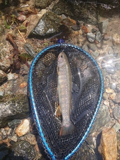 イワナの釣果